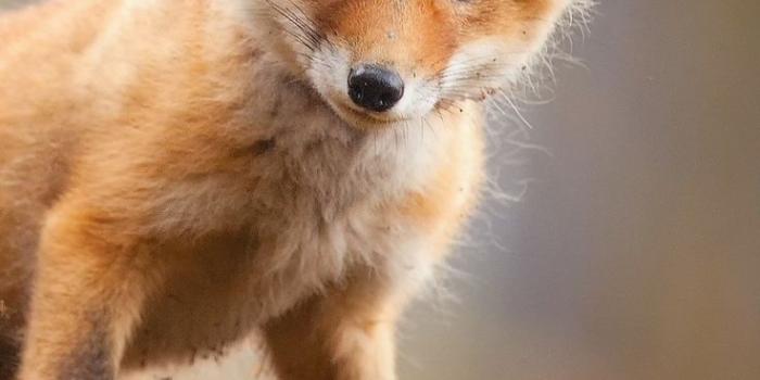 736x1308 Fox Cub Baby Animal Cute HD, Animals