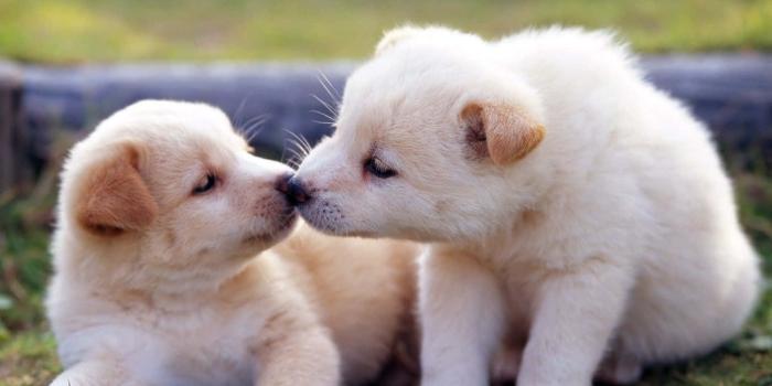 1600x1164 Download This cute baby animal will