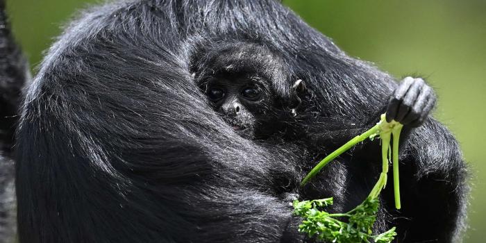 1600x1067 Cutest baby animals from around the