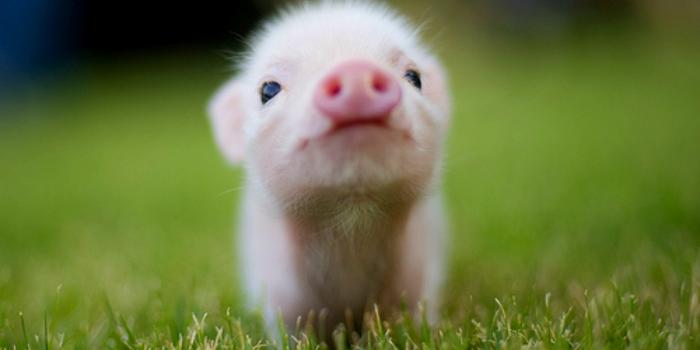 1250x875 Cute Baby Animal Wallpapers Free