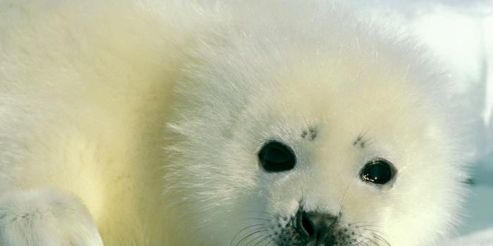 3072x2306 Baby Animal Pictures - Animal