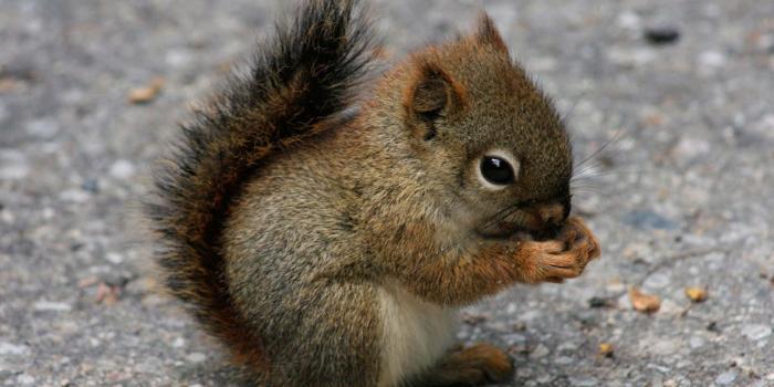 1440x900 100+] Cute Baby Animal Pictures