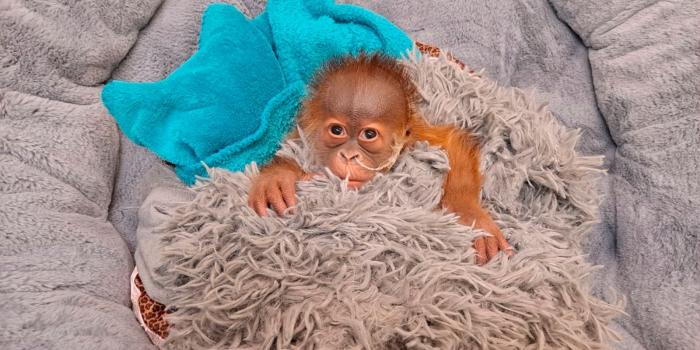 1600x1200 Cutest baby animals from around the