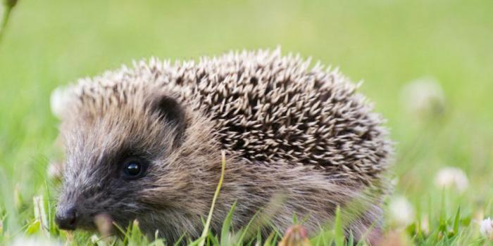 980x980 55 Cute Baby Animal Photos, from