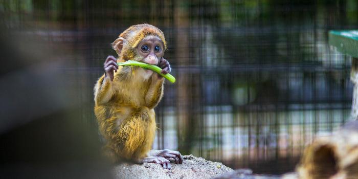 5330x2998 Baby Animals Photos, Download The BEST