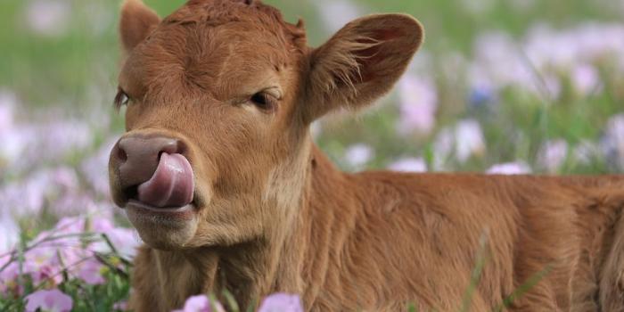 980x978 55 Cute Baby Animal Photos, from