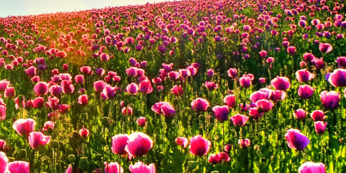 1080x1920 Flower Fields iPhone Wallpaper | 4K
