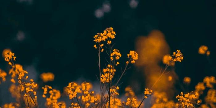 1000x1679 breathtaking view of a flower-filled