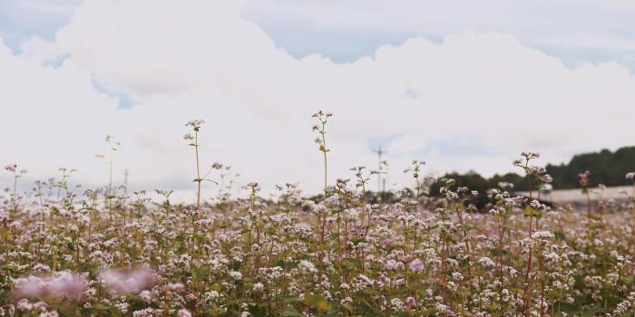 6000x4000 Flower Field Photos, Download The BEST