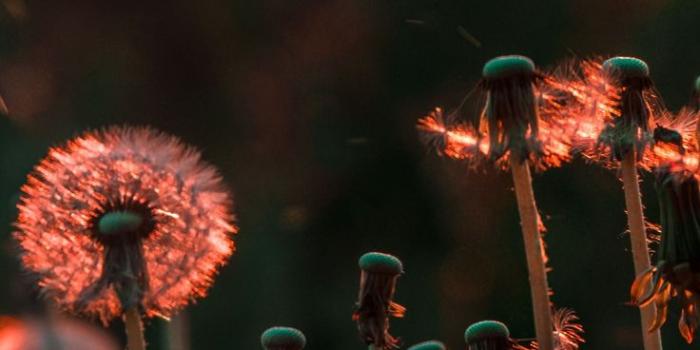 736x1512 Blossom Flower Field 5k In 1440x2960