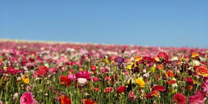 1000x1333 Flower Field Wallpapers