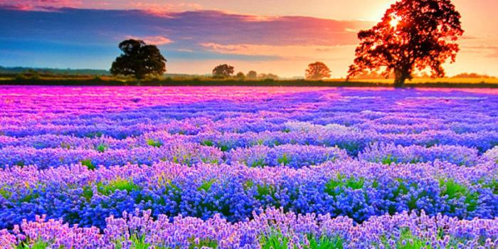 1280x1024 Vibrant Lavender Flower Field Wallpaper
