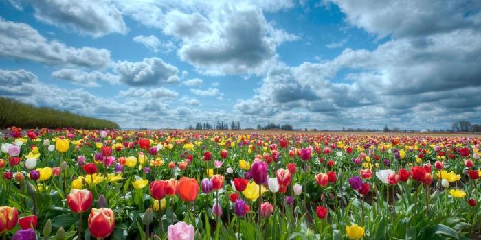 1920x1080 Spring Flower Field Wallpapers