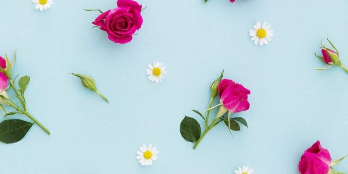 736x1104 Summer Flower Background