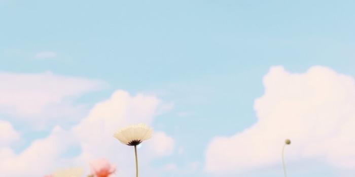 800x1427 Flower Iphone Wallpaper | Free