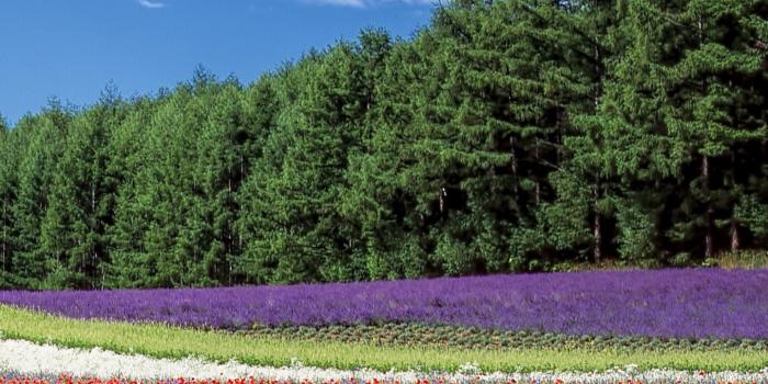 1440x2560 Field of Flowers Wallpaper - iPhone