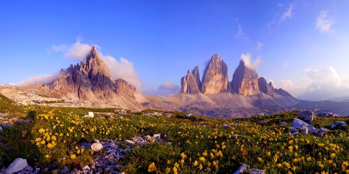 1920x1200 Flower Field Wallpapers | Best Wallpapers