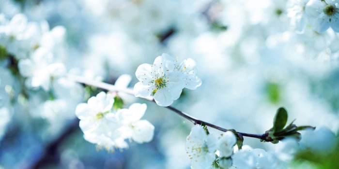 1920x1200 Nice Flowers Wallpapers