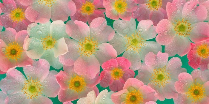 1280x960 Kawaii Flowers Wallpapers