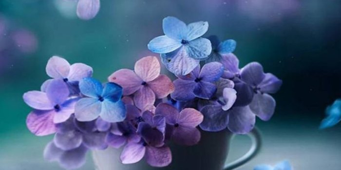 1080x1920 Cute Flowers Wallpapers - Top 21 Best