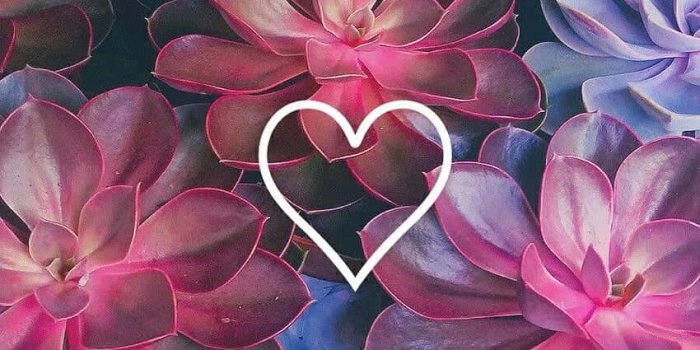 850x1511 Cute Flower background