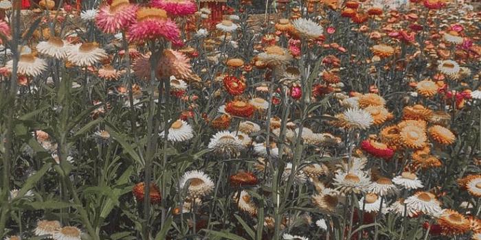 736x1308 Flower Field | Field wallpaper