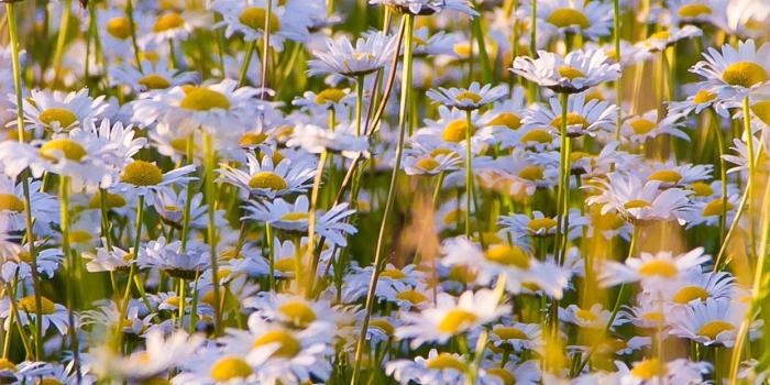 1242x2688 Flower Field iPhone Wallpapers