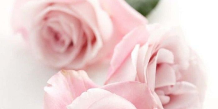 1080x1920 100+] Pretty Flower Wallpapers