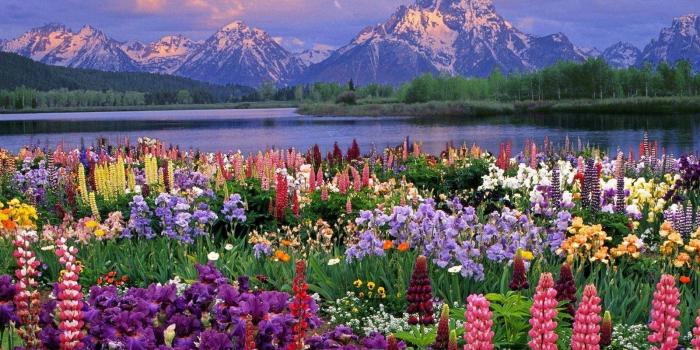 1600x1200 Hd Spring Flower Field Wallpaper