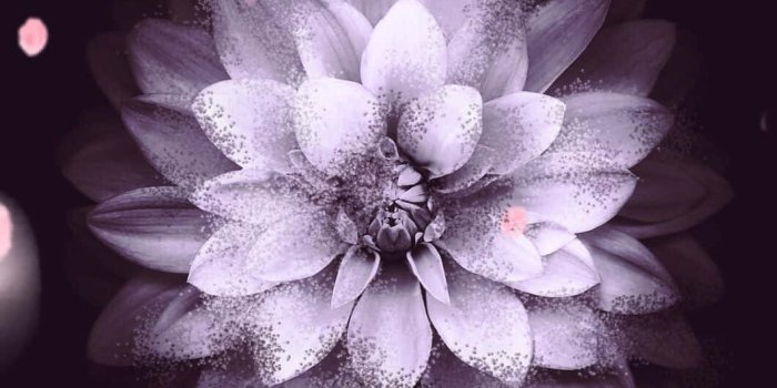 1061x1886 flowers bloom