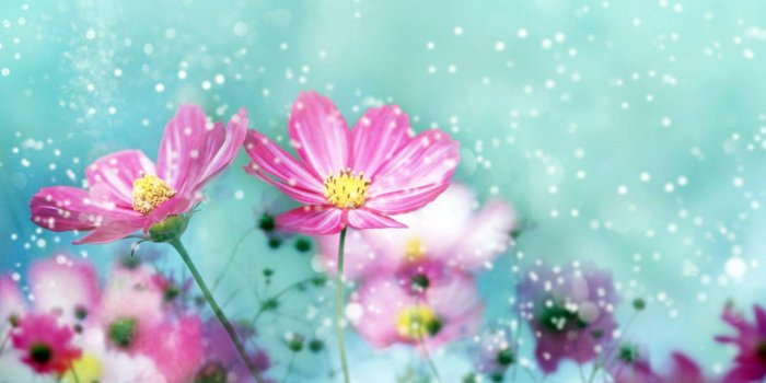 2560x1600 Cute Flower Backgrounds