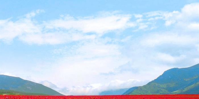 1242x2688 red flower field iPhone 11 Wallpapers