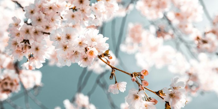 4470x3024 Flowers Wallpaper Photos, Download The