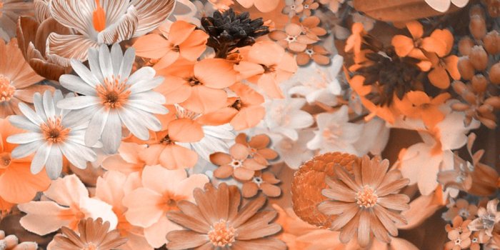 1000x1500 Cute flower wallpapers, Cute wallpaper