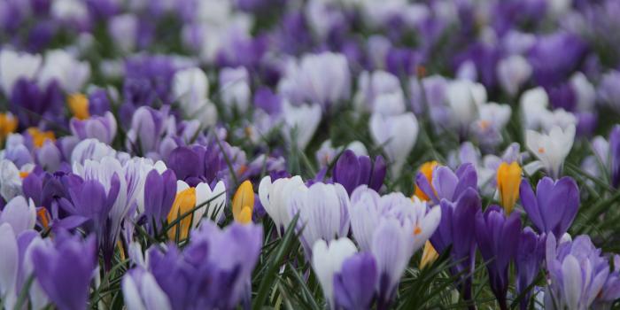 1920x1080 Flower Field Wallpaper For Chromebook