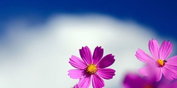 736x1308 flower wallpaper, Cute flower wallpapers