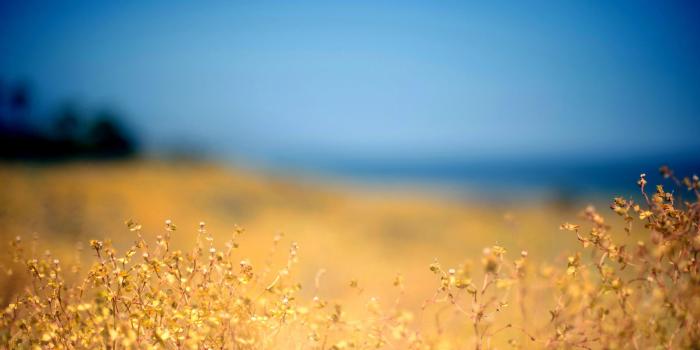 2560x1600 Beautiful-flower-field-wallpaper