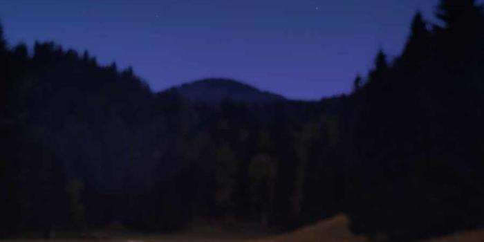 736x1308 Flower Field IPhone Wallpaper - IPhone