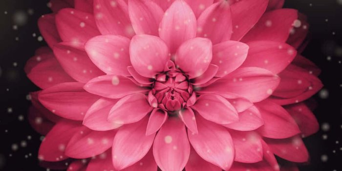 1061x1886 spring blooming brightly Wallpaper