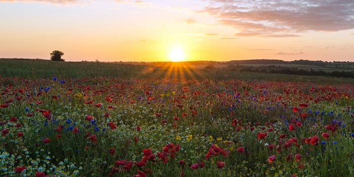 1242x2208 Wallpapers of the week: flowers