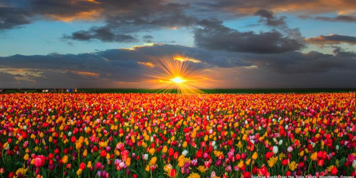 2560x1440 Flower Nature Tulip HD Wallpaper