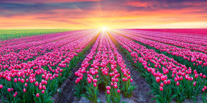 1920x1080 Download Pink Flower Field Sunrise