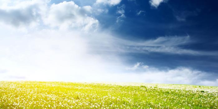 2560x1600 Flower Field Wallpapers | Best Wallpapers