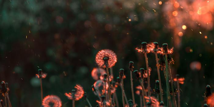 6016x4000 Blossom Flower Field 5k Wallpaper,HD