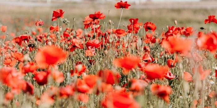 736x1593 field #poppy #flower #iPhone11Wallpaper