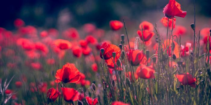 4771x2684 Flower Field Photos, Download The BEST