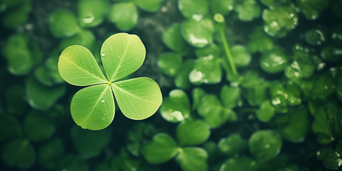 2912x1632 130+] Clover Wallpapers