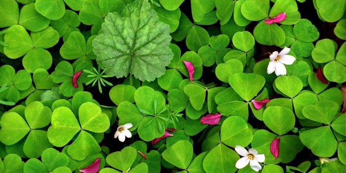 1920x1080 Four Leaf Clover Good Luck Charm