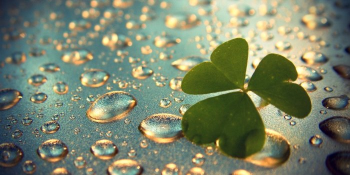 1680x1050 Download Nature Clover Wallpaper