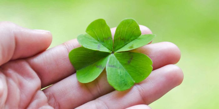 1365x911 100+] Four Leaf Clover Pictures